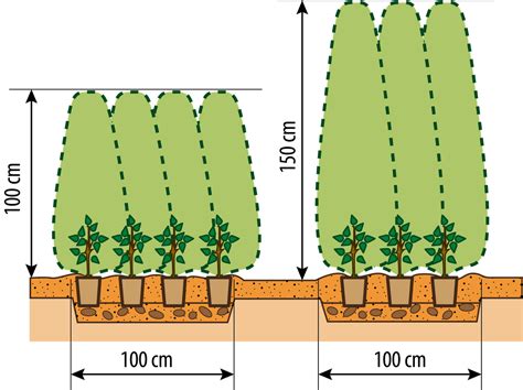 Schéma de plantation d'une haie de laurier avec espacement