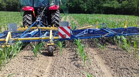 Herse étrille en action dans un champ de maïs
