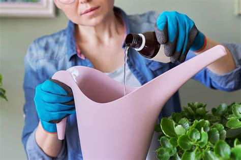 Arrosage de plantes avec un engrais liquide
