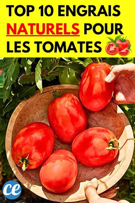Infographie sur les différents engrais naturels pour tomates