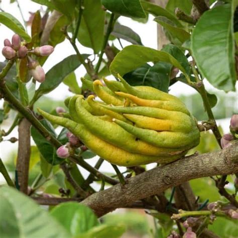 Arbre de citronnier Main de Bouddha en fleurs et avec des fruits