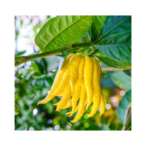 Gros plan sur un fruit de citronnier Main de Bouddha