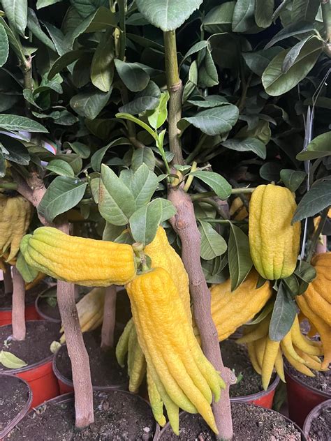 Fruits de citronnier Main de Bouddha disposés dans une coupe