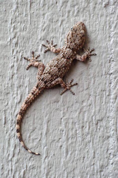 Gecko grimpant sur un mur