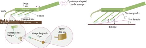 Structure des sétules et spatules du gecko