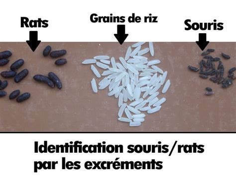 Comparaison des crottes de souris et de rat