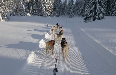 Image d'un attelage de chiens de traîneau avec des necklines