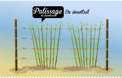 Illustration de différentes méthodes de palissage pour framboisiers
