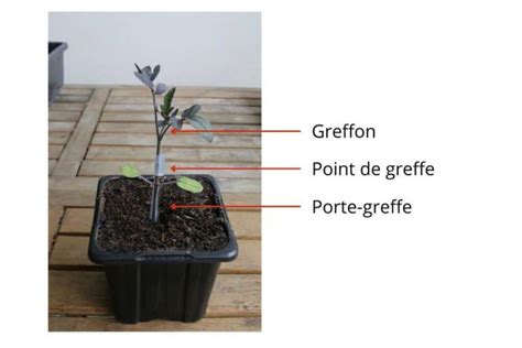 Point de greffe avec un bourrelet visible marquant une incompatibilité