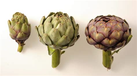 Collage de différentes variétés d'artichauts : Camus Breton, Violet de Provence, Vert Globe.