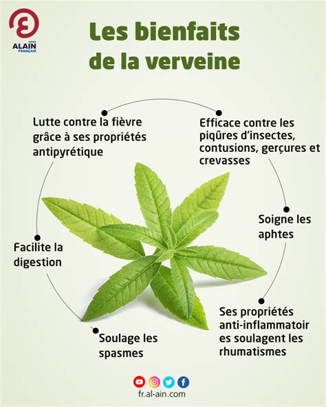 Infographie montrant les bienfaits apaisants de l'infusion de verveine citronnelle sur le corps humain