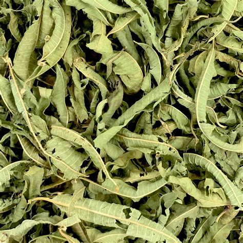 Plat gastronomique agrémenté de feuilles de verveine fraîche pour une touche aromatique