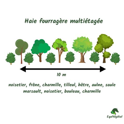 schéma illustrant la structure d'une haie fourragère diversifiée pour chevaux
