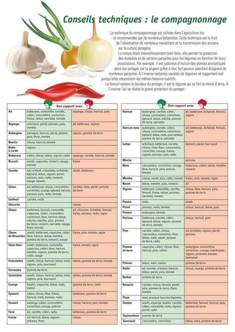 Schéma de compagnonnage au potager : fraisiers et poireaux