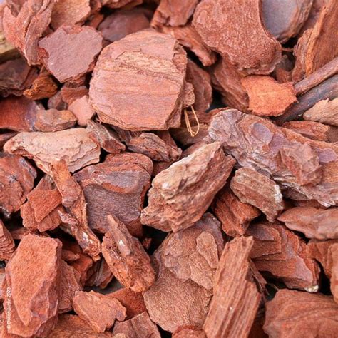 Écorce de pin maritime disposée autour d'arbustes