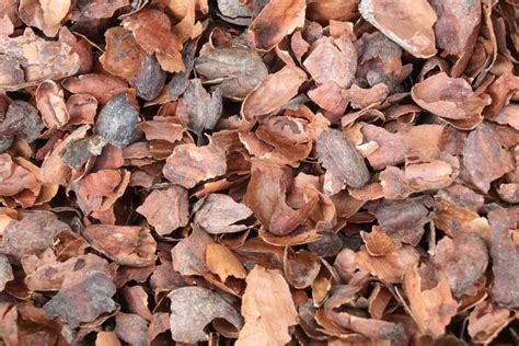 Paillis de coques de cacao au pied de plantes