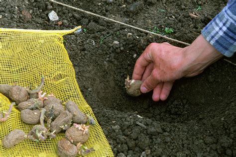 Image de tubercules de pommes de terre germés, prêts à être plantés