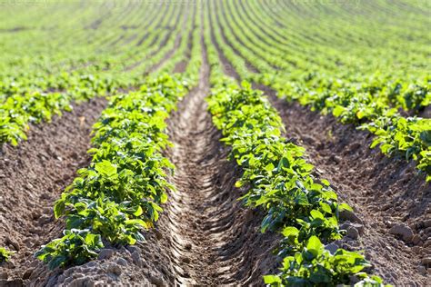 Photographie d'un champ de pommes de terre cultivées sous paillage