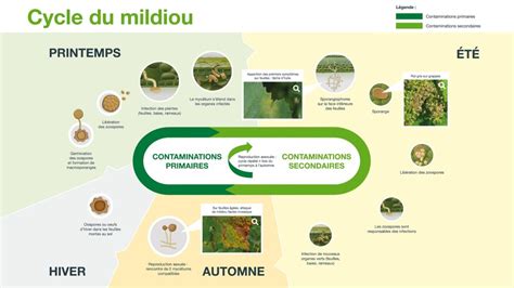 Schéma illustrant le cycle de vie du mildiou : des spores dans le sol à l'infection du feuillage