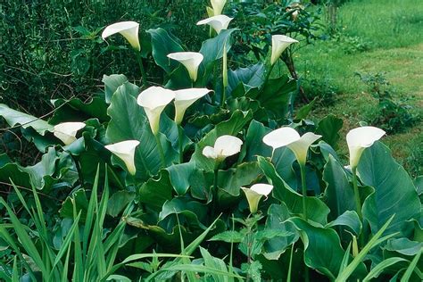 Arums blancs et colorés dans un jardin