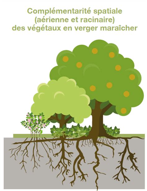 Diagramme illustrant la complémentarité racinaire dans une forêt mélangée