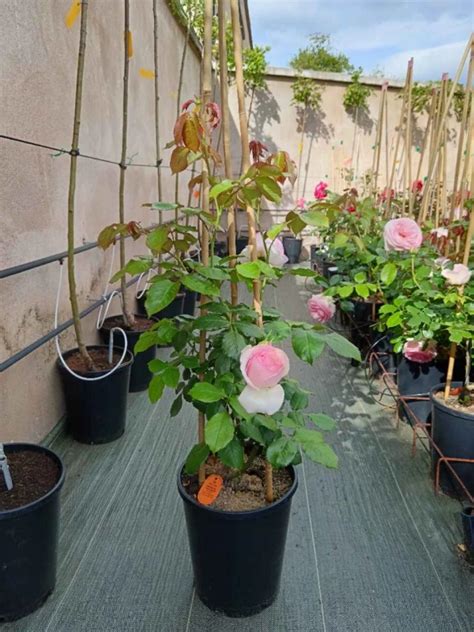 Exemple de rosier grimpant 'Mini Pierre de Ronsard' en pot