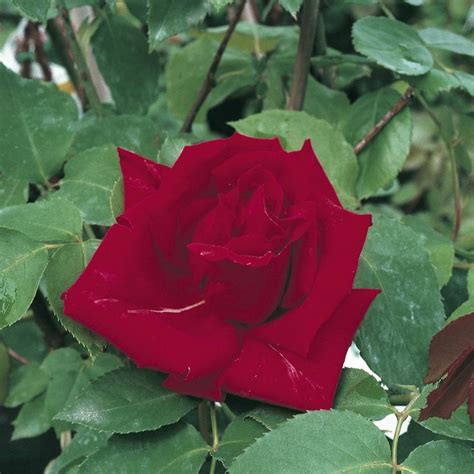 Plan rapproché d'une fleur de rosier Ena Harkness rouge velouté