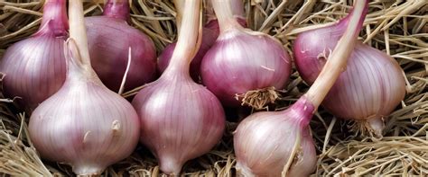 Échalotes longues fraîches dans un panier