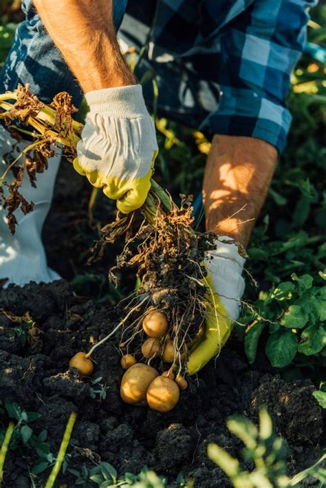 Récolte de pommes de terre fraîchement déterrées dans un jardin potager