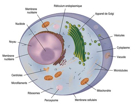 Schéma illustrant la structure d'un pied de sphaigne avec ses cellules hyalines et son rôle dans la rétention d'eau