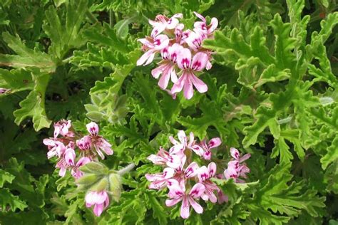 Géranium Rosat en fleurs dans un jardin