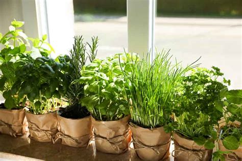 Collection de plantes aromatiques en pot sur un rebord de fenêtre