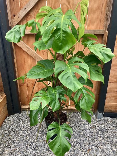 Monstera deliciosa grimpante sur un grand tuteur