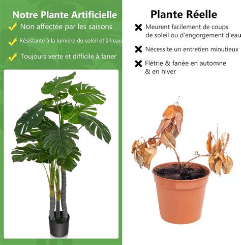 Monstera deliciosa avec feuilles jeunes non perforées et feuilles matures découpées