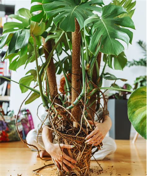 Terreau aéré et racines saines de Monstera dans un pot percé