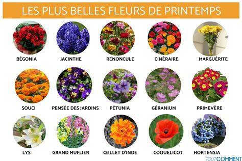 Schéma des différents types de figues (fleurs et d'automne)