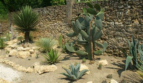 Un massif de Figuier de Barbarie mature dans un jardin méditerranéen