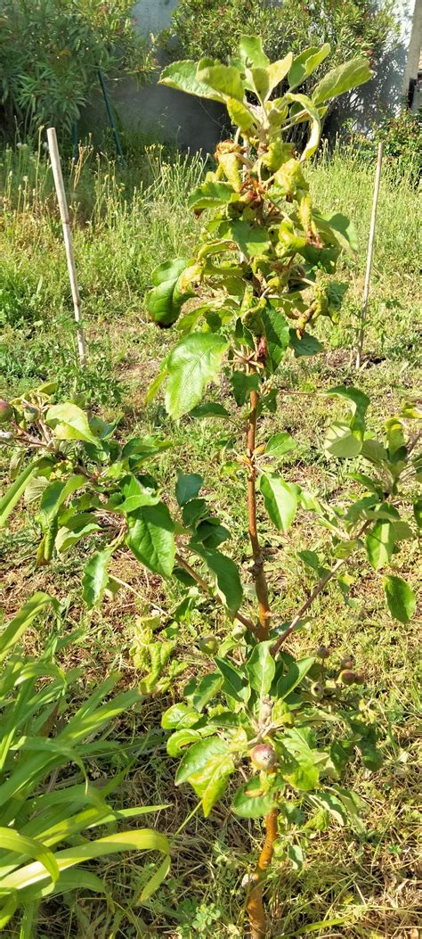 Photo montrant une capucine grimpante au pied d'un jeune pommier