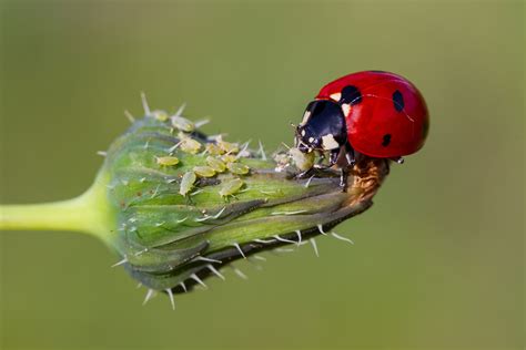Coccinelle mangeant des pucerons sur une feuille de tomate