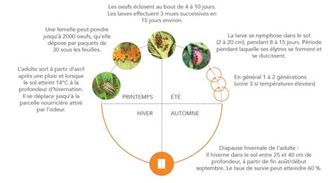 Cycle de vie du doryphore