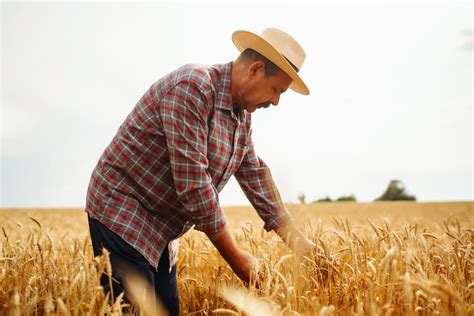 Champ de céréales et agriculteur inspectant ses cultures