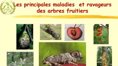 Schéma des différents types de ravageurs des arbres fruitiers