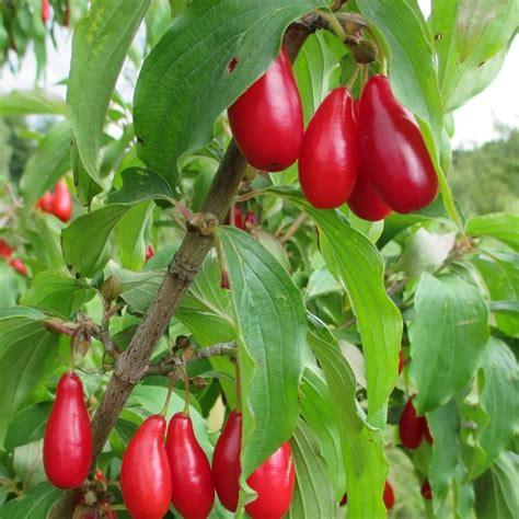 Gros plan sur les fruits rouges du Cornouiller mâle