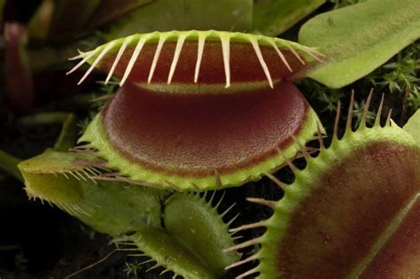 Plantes carnivores diversifiées
