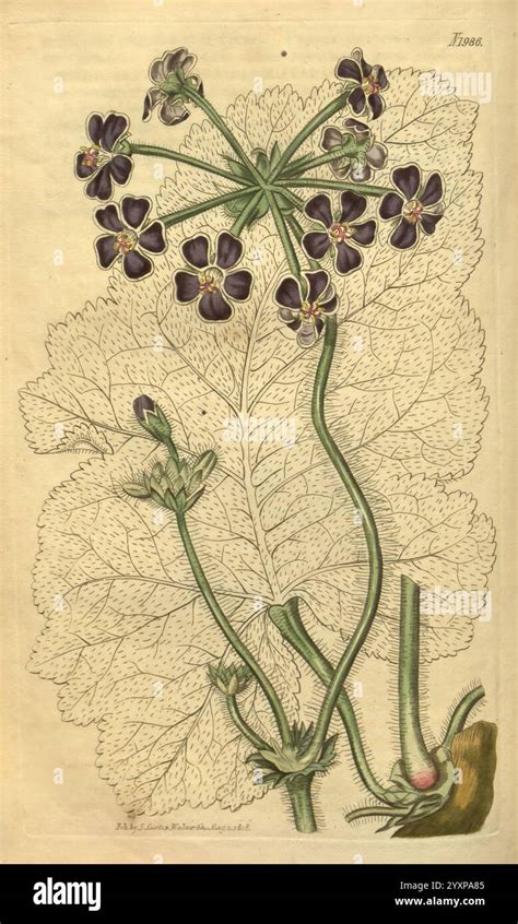 Illustration botanique du Pelargonium graveolens avec ses feuilles veloutées et ses fleurs roses