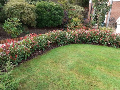 Photinia hedge with red new growth