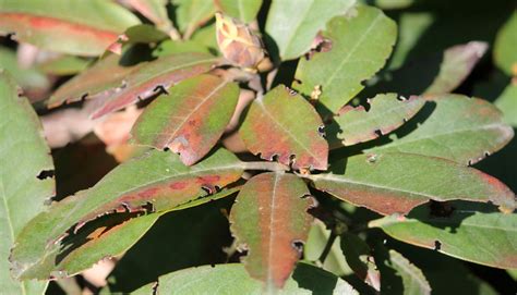 Damage caused by vine weevils on leaves