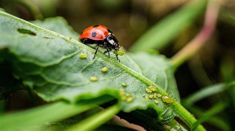 Aphids and ladybugs on a leaf