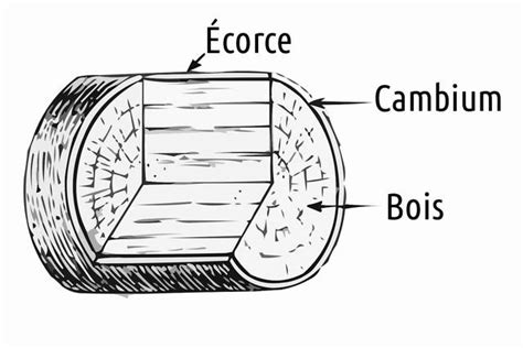 Illustration montrant l'ajustement du cambium entre le porte-greffe et le greffon