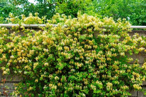 Chèvrefeuille du Japon en fleurs